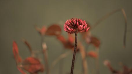 Pink Flower wallpaper