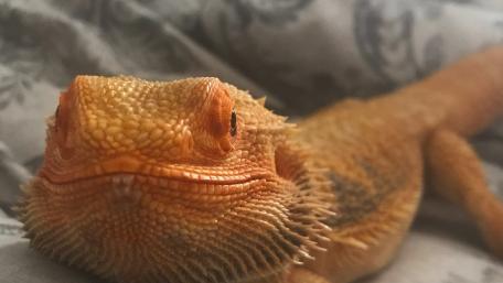 Jasper havin a chill out wallpaper