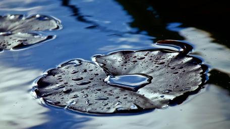 Wet Lily pad wallpaper