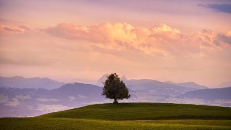 Serene Solitude in Nature's Embrace wallpaper