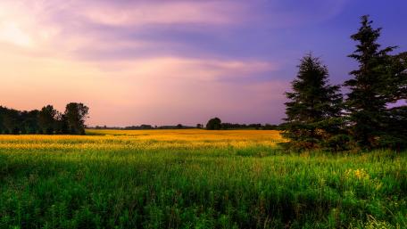 Beautiful Sunset Over a Golden Field wallpaper