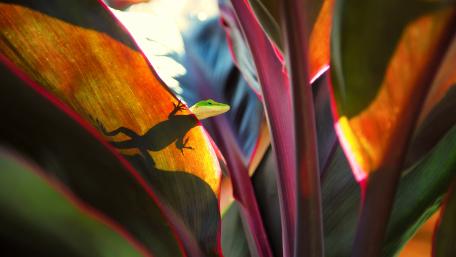 Vibrant Lizard Amidst Colorful Leaves wallpaper