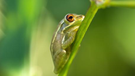 Vibrant Green Frog on a Leaf wallpaper