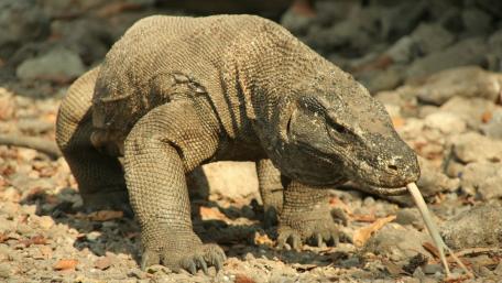 Komodo dragon wallpaper