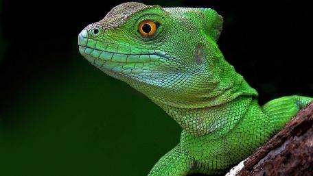 Vibrant Green Lizard Close-Up Wallpaper wallpaper
