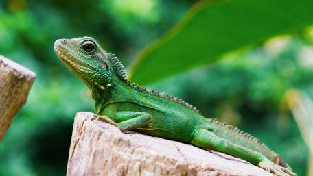 Vibrant Green Iguana in Natural Habitat wallpaper