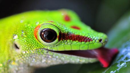 Vibrant Lizard Close-Up in Nature's Majesty wallpaper