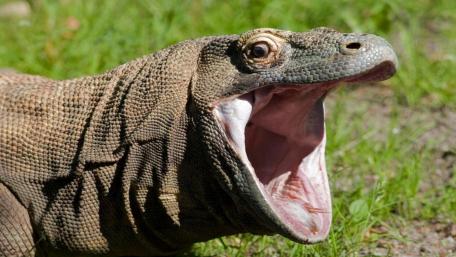 Komodo dragon wallpaper