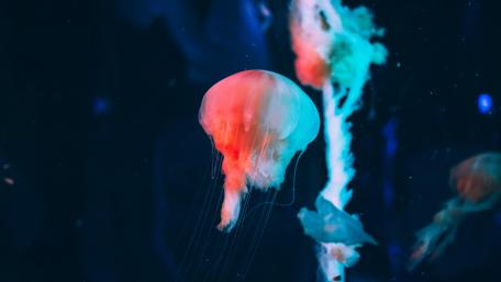 Majestic Jellyfish in Vibrant Colors wallpaper