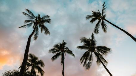 Tropical Palm Trees Against a Soft Sky wallpaper
