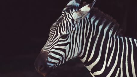 Zebra portrait wallpaper