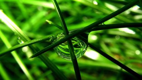 Dew on grass wallpaper