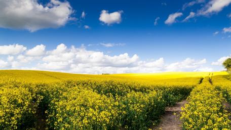 Golden Canola Fields Under a Bright Blue Sky wallpaper