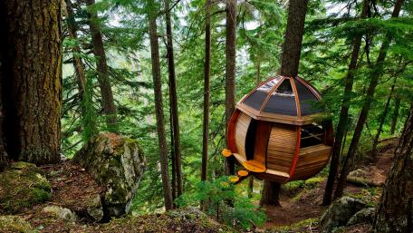 Charming Treehouse in Lush Wilderness wallpaper