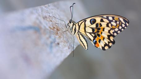 Elegant Butterfly on a Wooden Surface in Macro View wallpaper