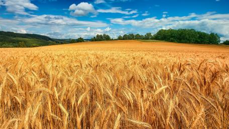 Golden Barley Fields Under a Blue Sky wallpaper