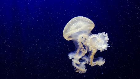 Phyllorhiza Punctata (Jellyfish) wallpaper