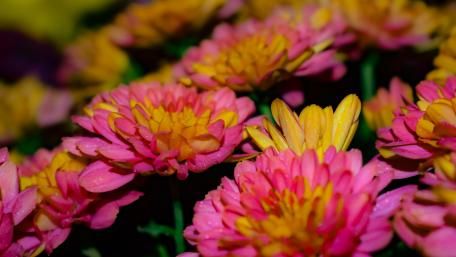 Sweet flowers wallpaper