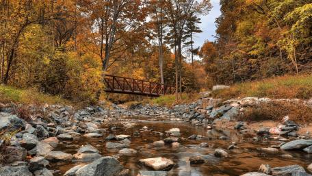 Autumn Serenity in the Forest with a Bridge wallpaper