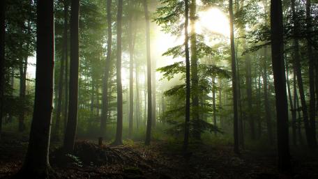 Mysterious Light in a Dense Forest wallpaper