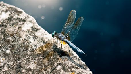Stunning Blue Dragonfly Macro Photography Wallpaper wallpaper