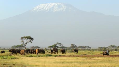 Majestic Elephants Under Mount Kilimanjaro wallpaper