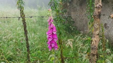 Digitalis purpurea wallpaper
