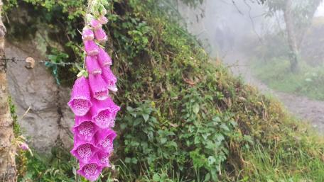 Digitalis purpurea (Common Foxglove) wallpaper