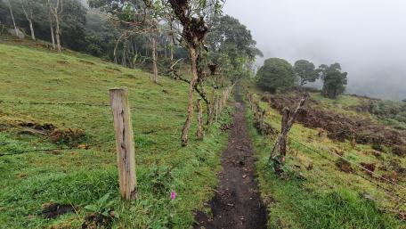 Natural way wallpaper