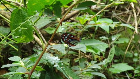 Butterfly with Crystal Wings wallpaper