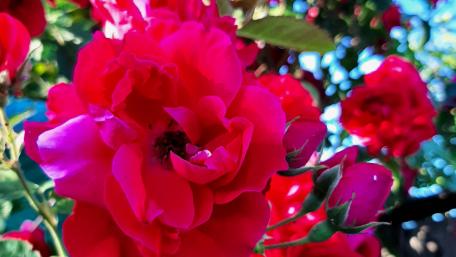 Vibrant Red Roses in Bloom wallpaper