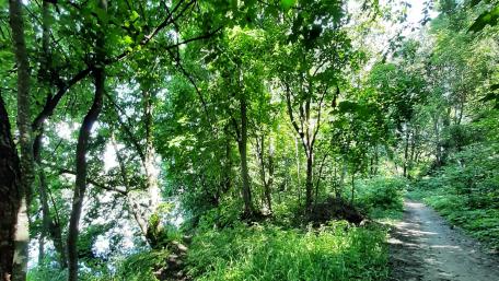 Serene Forest Trail Inviting Nature's Embrace wallpaper