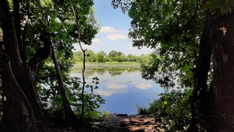 Tranquil Lakeside Serenity Amidst Lush Greenery wallpaper