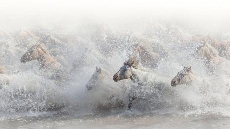 Running horse herd in the water wallpaper