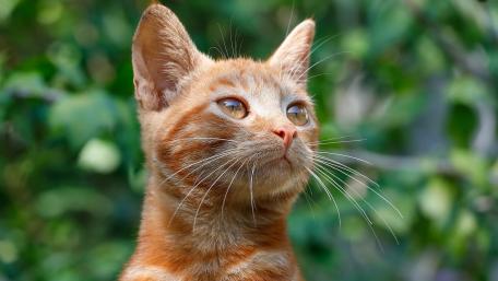Charming Red Cat Portrait wallpaper