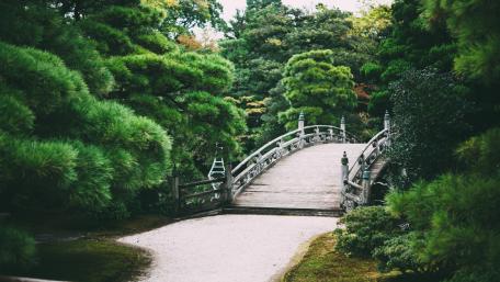Serene Bridge Surrounded by Lush Greenery in a Tranquil Park wallpaper