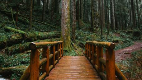 Serene Forest Footbridge Amidst Lush Greenery wallpaper