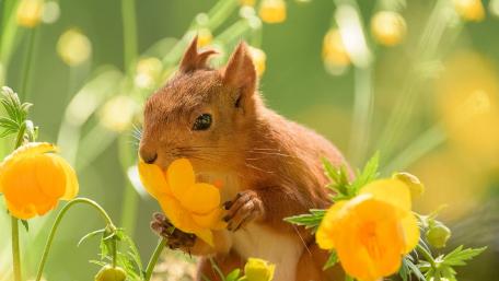 Joyful Squirrel Among Flowers wallpaper