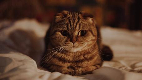 Adorable Cat with Big Eyes Looking Thoughtful wallpaper