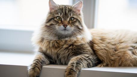 Cozy Cat on a Window Sill wallpaper