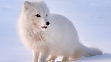 Snowy Majesty of the Arctic Fox wallpaper