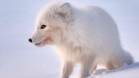 Majestic Arctic Fox in a Snowy Landscape wallpaper