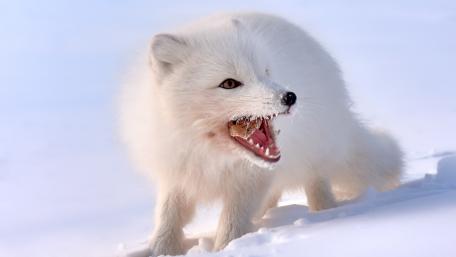 Arctic Fox in Snowy Wilderness wallpaper