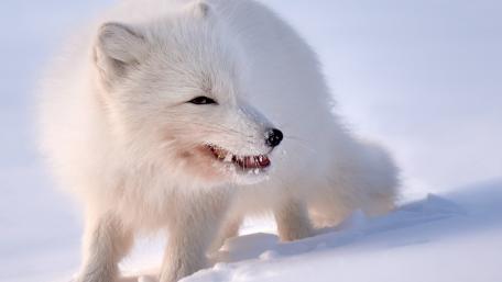 Arctic Fox in Winter Wonderland wallpaper