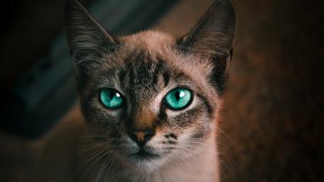 Captivating Feline With Striking Green Eyes wallpaper