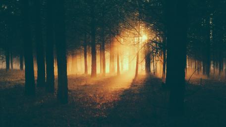 Enchanting Sunlight in a Dark Forest wallpaper