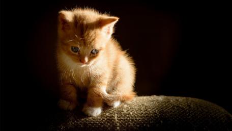 Adorable Orange Kitten in Soft Light wallpaper