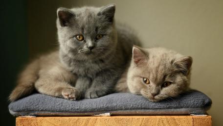 Charming Kittens Relaxing Together wallpaper