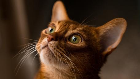 Captivating Gaze of a Curious Cat wallpaper