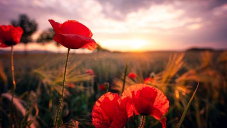 Vibrant Poppies at Sunset Glow wallpaper